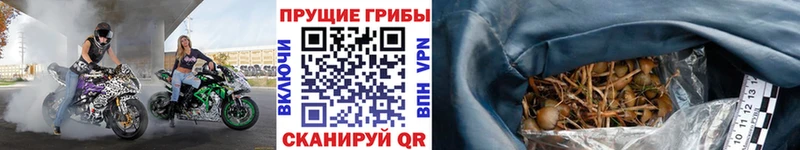 Псилоцибиновые грибы Psilocybine cubensis  Красноуральск 